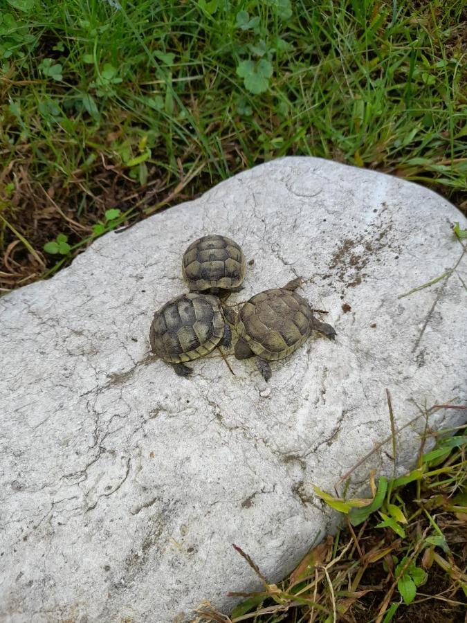 Limi Sachkhere Bagian luar foto