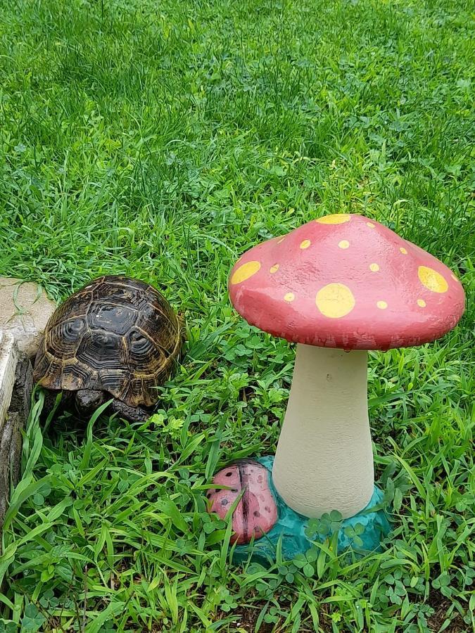 Limi Sachkhere Bagian luar foto